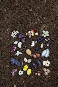 Get Ahead of Your Garden: Start Seedlings Image